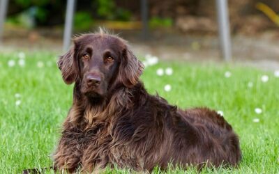 Sustainable Insect Protein Dog Food