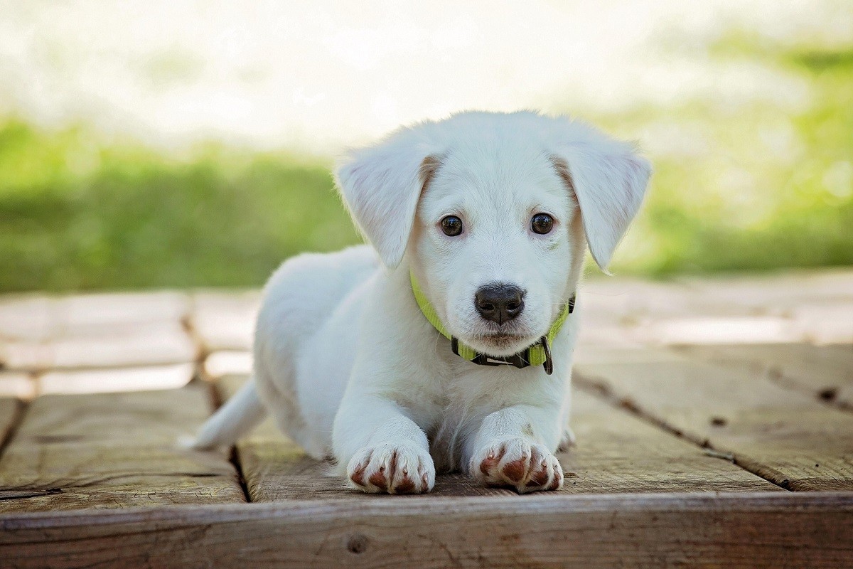 dog on dog aggression