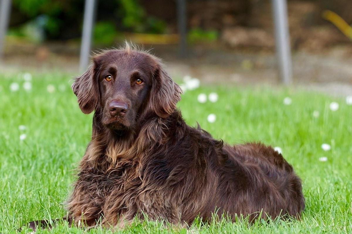 separation anxiety in dogs separation anxiety in dogs