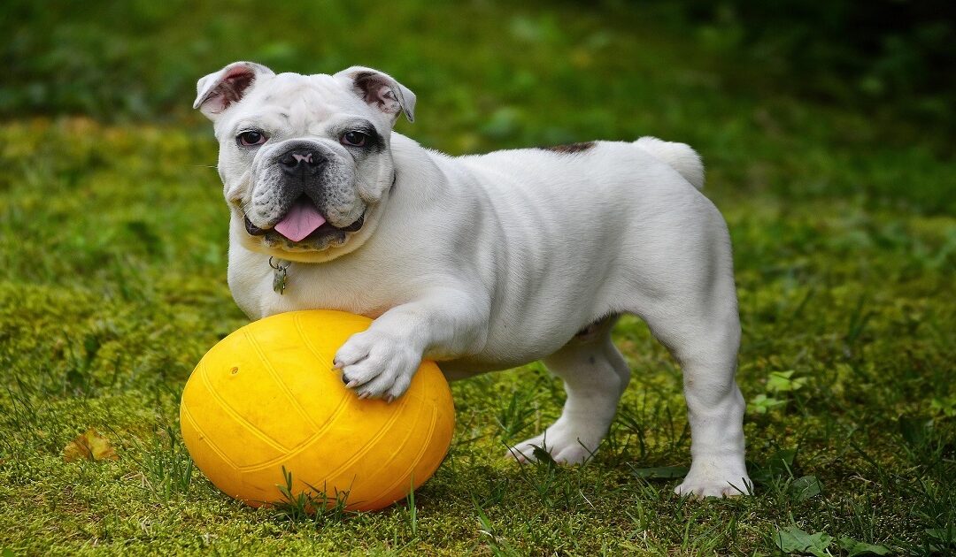 Separation Anxiety in Dogs: Signs, Causes & Fix (2026)