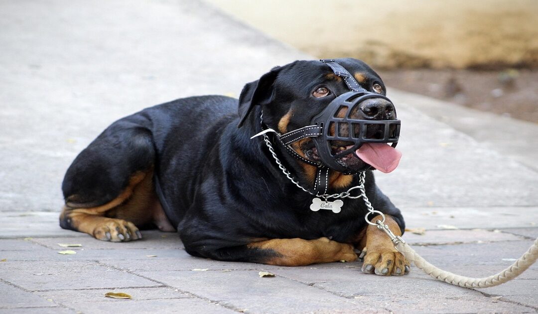 Cushing’s Disease in Dogs: Behavior Changes to Know