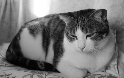 Sudden Changes in Cat Behavior: What They Mean and When to Worry