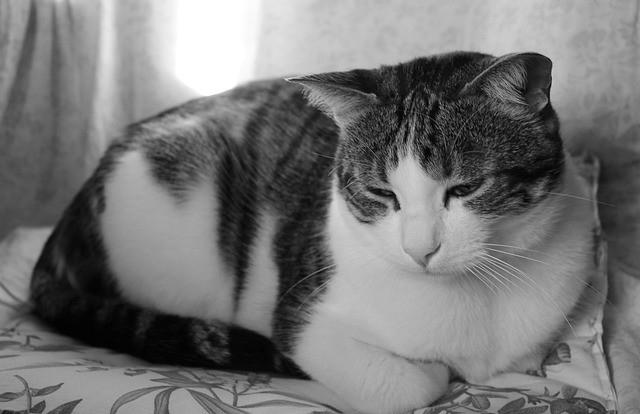 Cat showing a withdrawn behavior change