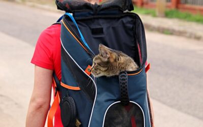 How to Get a Cat Used to Its Carrier