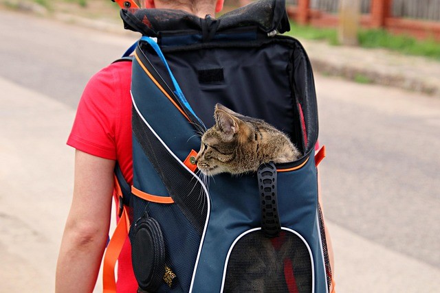 Cat sitting calmly beside an open pet carrier during training