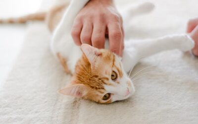 How to Stop a Cat From Biting and Scratching People