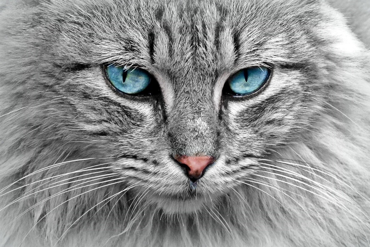 cat behavior disorders cat behavior disorders