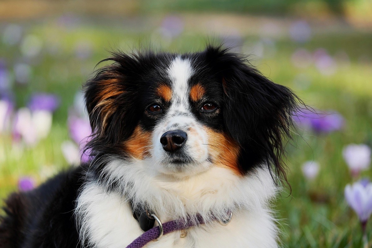 cushing disease dog behavior cushing disease dog behavior