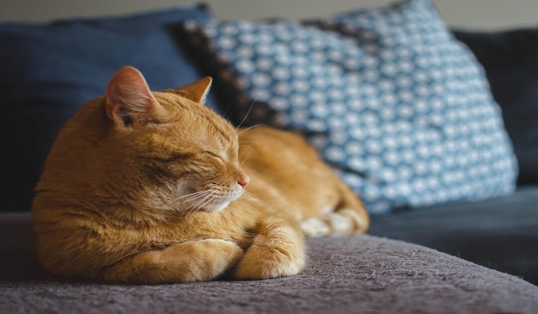 Cat Behavior Disorders: Causes, Signs & Fixes