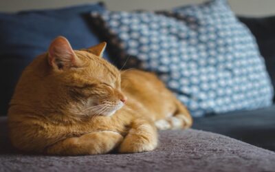 Cat Behavior Disorders: Causes, Signs & Fixes