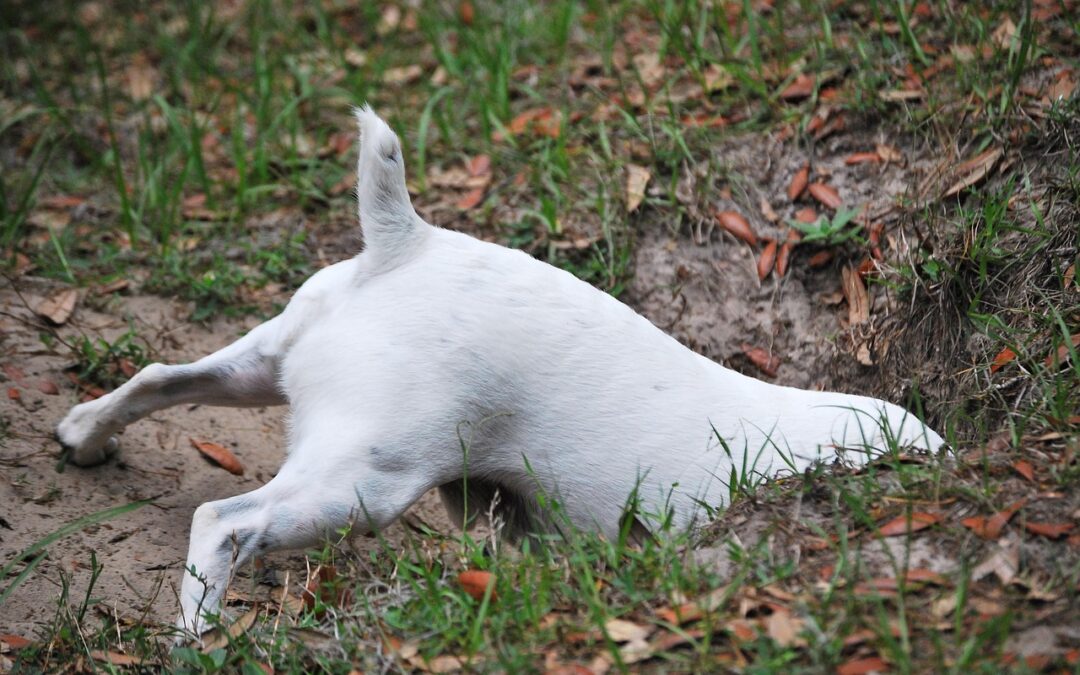 Dog digging a hole in the garden