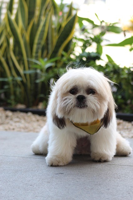 How to Calm a Dog During Fireworks and Thunderstorms