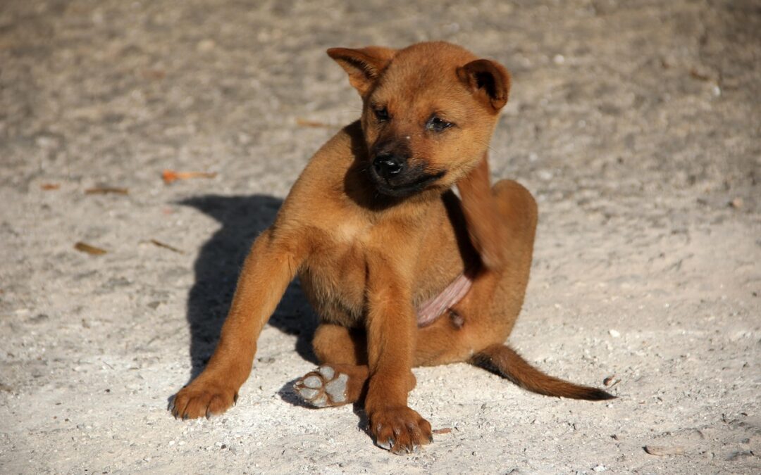 How to Tell If Your Dog Has Fleas or Ticks