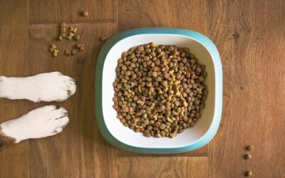How to Stop Food and Resource Guarding in Dogs
