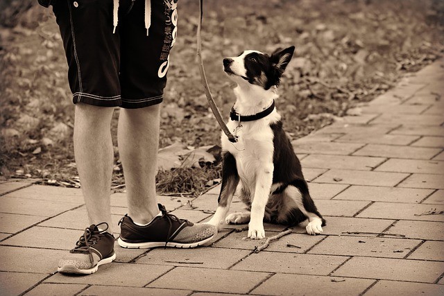 How to Stop a Dog From Chasing Cars, Bikes, and Joggers
