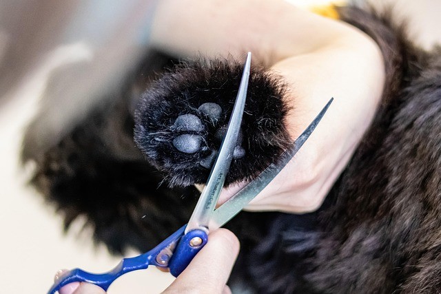Dog nail trim and grooming