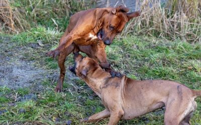 How to Manage and Reduce Dog-on-Dog Aggression