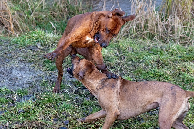 Two dogs interacting on a walk