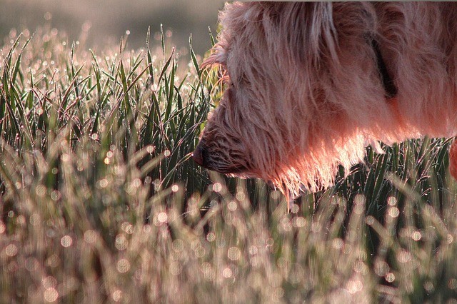 How to Stop a Dog From Eating Poop (Coprophagia)