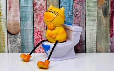 How to Litter Train a Kitten Step by Step