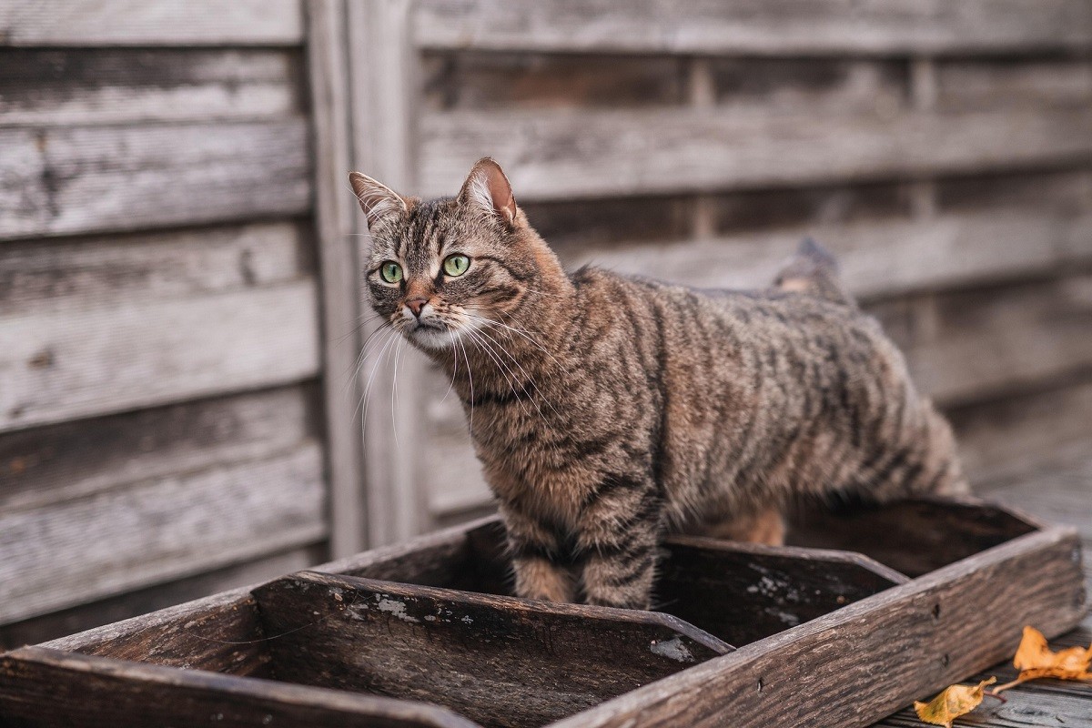 cat stopped using litter box