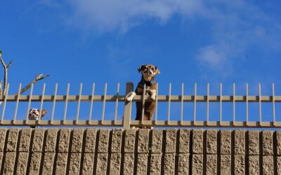 Neighbours’ Dogs Constantly Barking? What You Can Actually Do About It