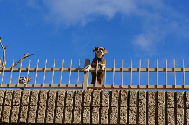 Neighbours’ Dogs Constantly Barking? What You Can Actually Do About It