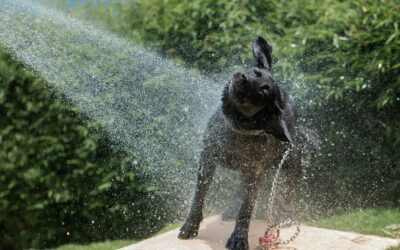 Pet Heatstroke in the UK: Signs, First Aid & Prevention