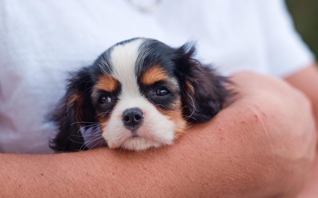 How to Potty Train a Puppy in an Apartment