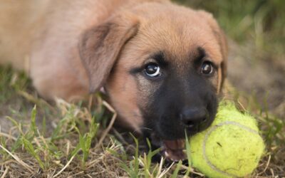 How to Stop a Puppy From Biting and Nipping