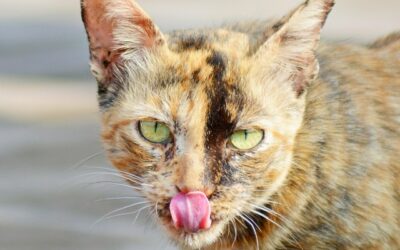 Redirected Aggression in Cats: Why It Happens and How to Stop It