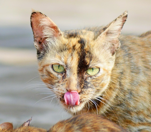 Cat with an alert, aroused expression