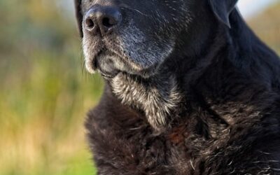 Why Is My Senior Dog Acting Different? Behavior Changes in Older Dogs