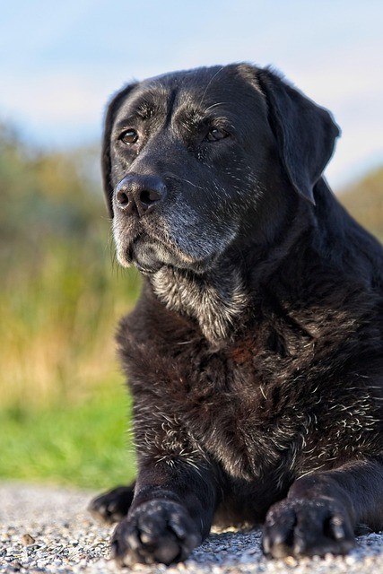 Why Is My Senior Dog Acting Different? Behavior Changes in Older Dogs