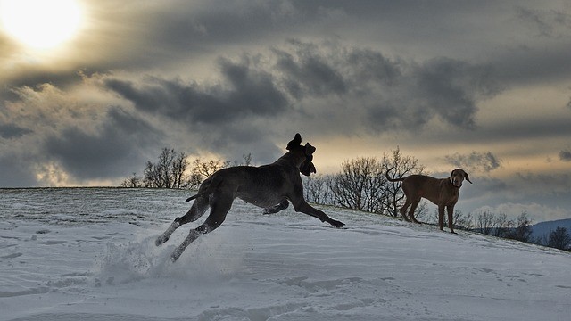 Two dogs meeting for the first time