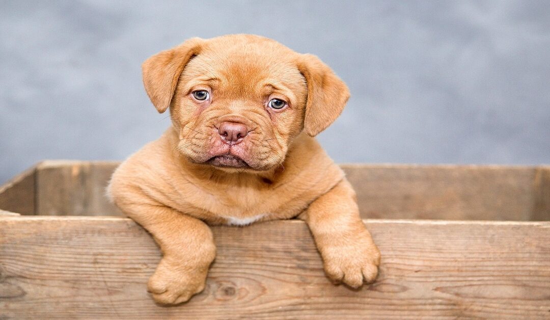 dog on dog aggression