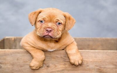 Dog on Dog Aggression: Causes & How to Stop It
