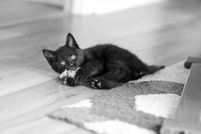 Unique black cat names male