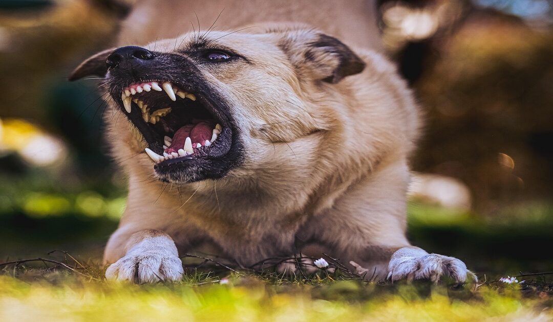 dog dominance behavior