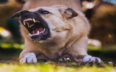 Dog Dominance Behavior: Myth vs. Science-Backed Reality