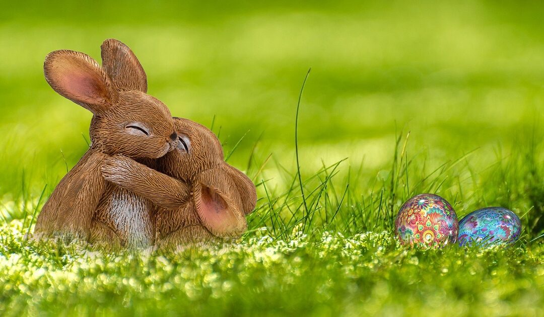 rabbit aggressive behavior