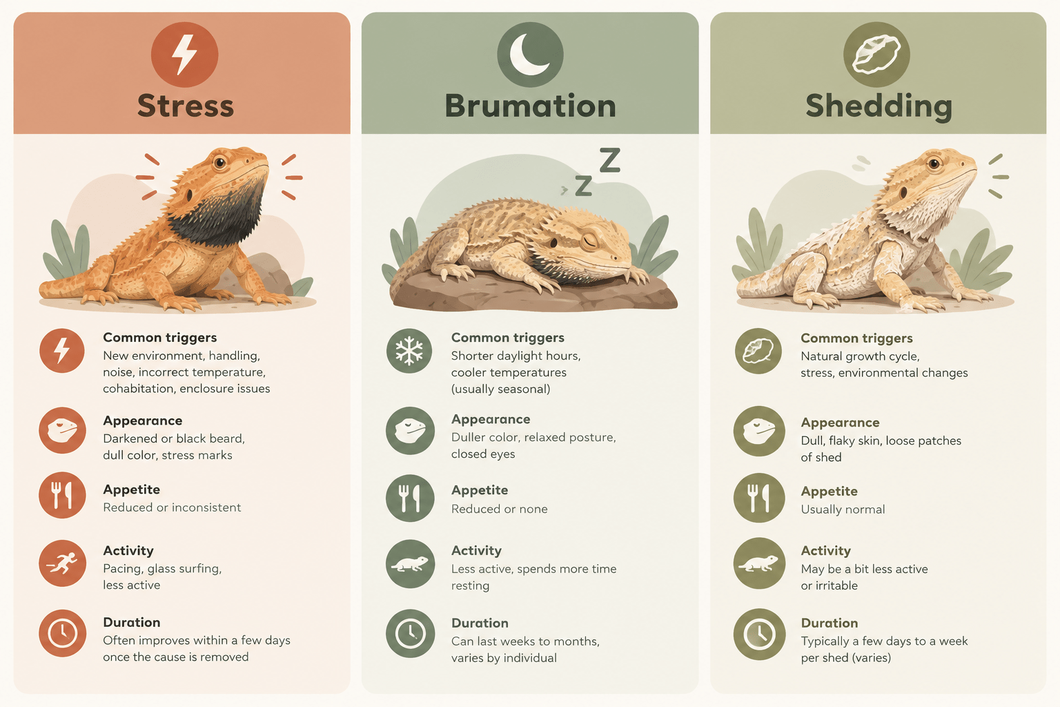 bearded dragon black beard stress