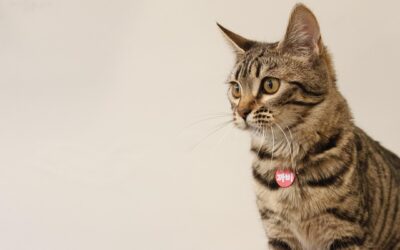Bengal Cat Behavior: What Makes This Breed So Different