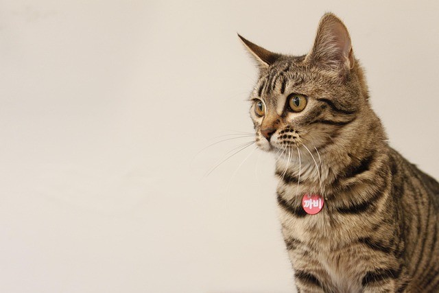 Bengal cat with characteristic spotted coat