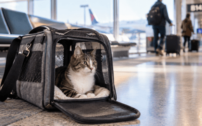 best travel carrier for cats on airplanes
