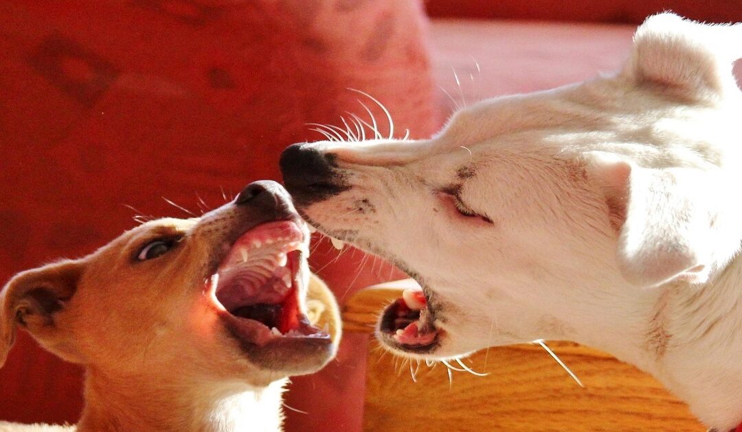 dog in heat behavior