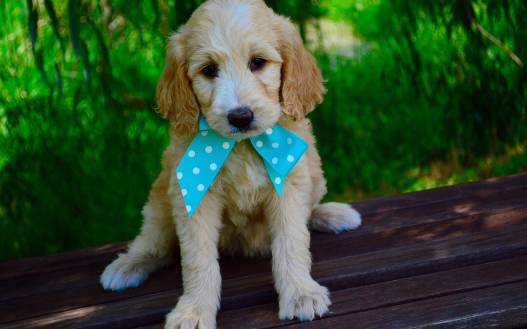 Designer Dog Breeds: Complete 2026 Guide to Popular Hybrid Dogs