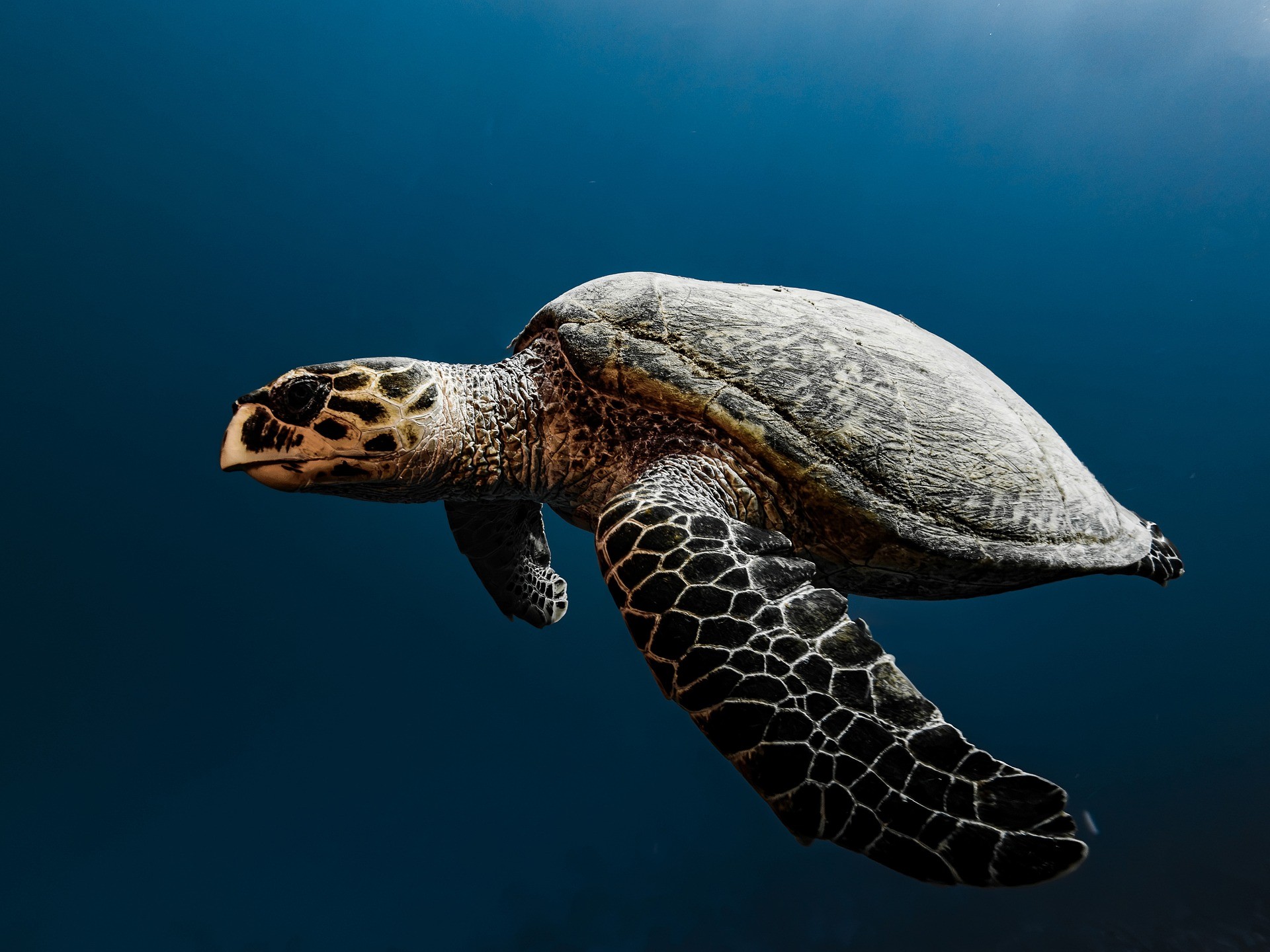 Turtles