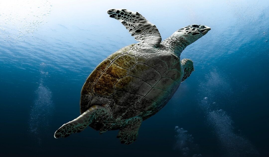 Why Is My Turtle Not Eating? Causes & What to Do