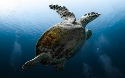 Why Is My Turtle Not Eating? Causes & What to Do